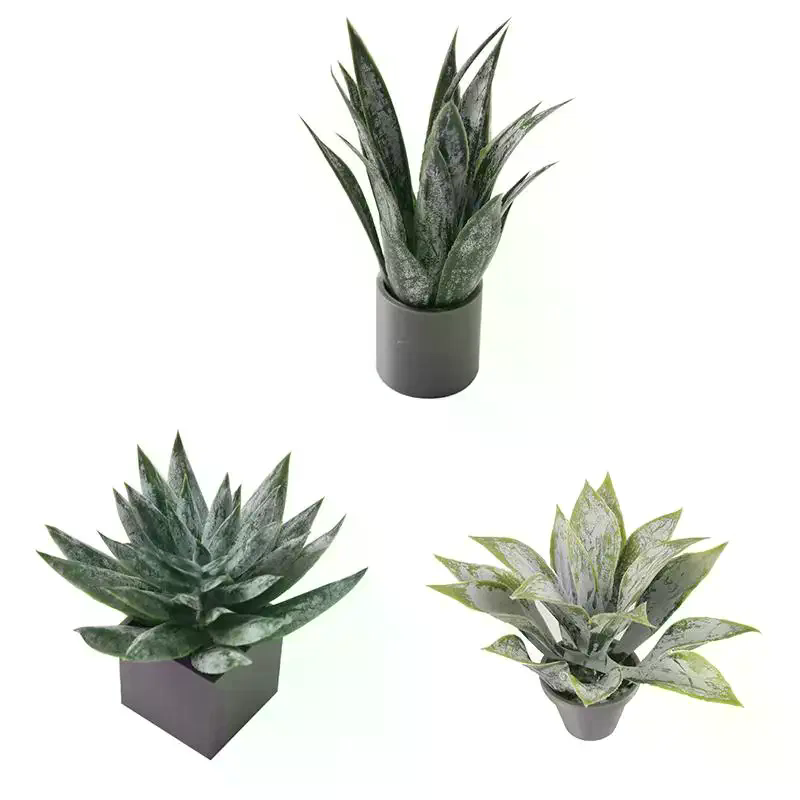 Minyatür Aloe Vera Saksı Bitki - Aloe Vera Pot incelemesi ve fiyatı