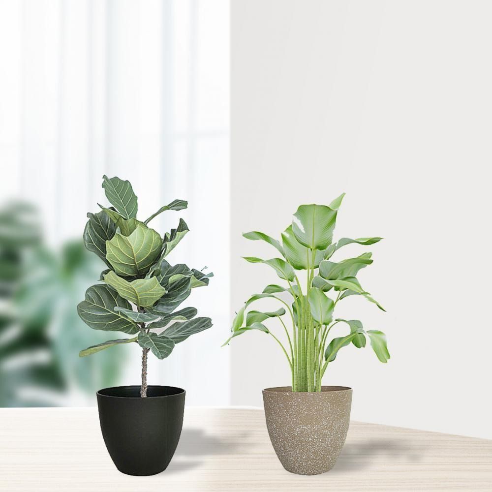 Buzlu İmitasyon Taş Saksılar B - Aloe Vera Pot incelemesi ve fiyatı
