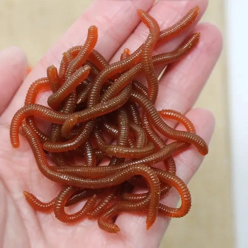 Gerçekçi Balık Kokulu Kırmızı  - Aglaonema Red incelemesi ve fiyatı