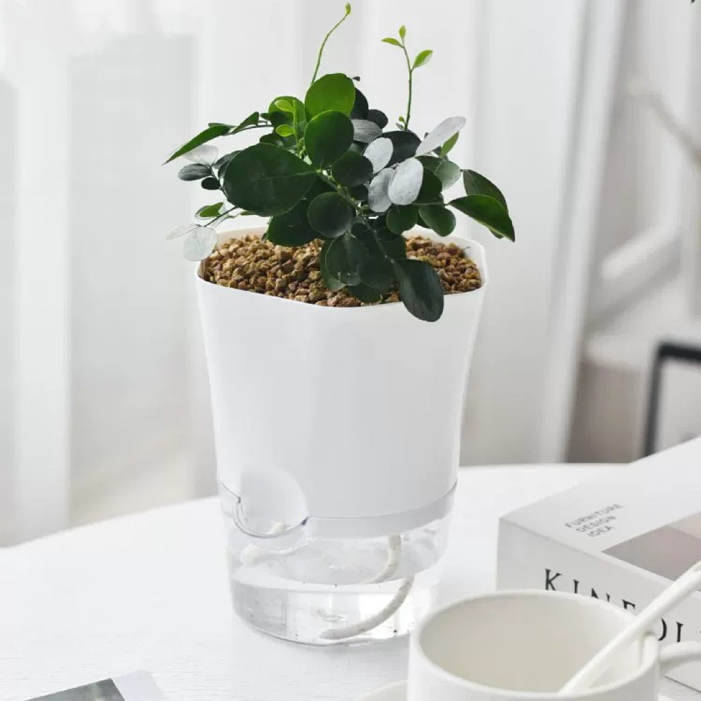 Şeffaf Plastik Kendinden Sulam - Aloe Vera Pot incelemesi ve fiyatı