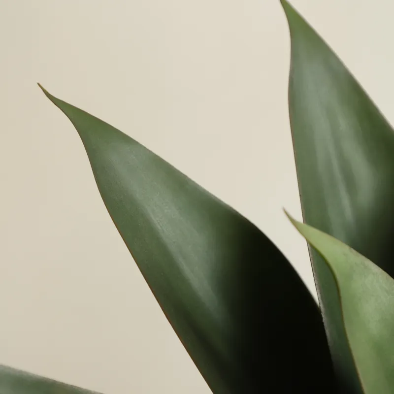 Yapay Saksılı Aloe Vera Bitkis - Aloe Vera Pot incelemesi ve fiyatı